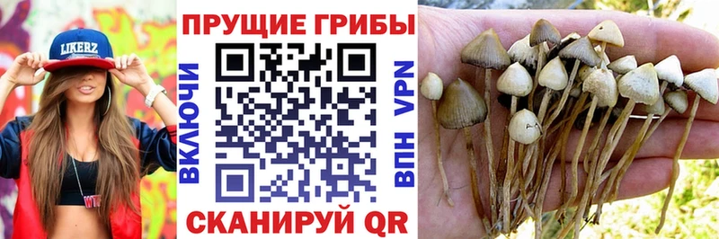 купить наркотик  Будённовск  Псилоцибиновые грибы Magic Shrooms 